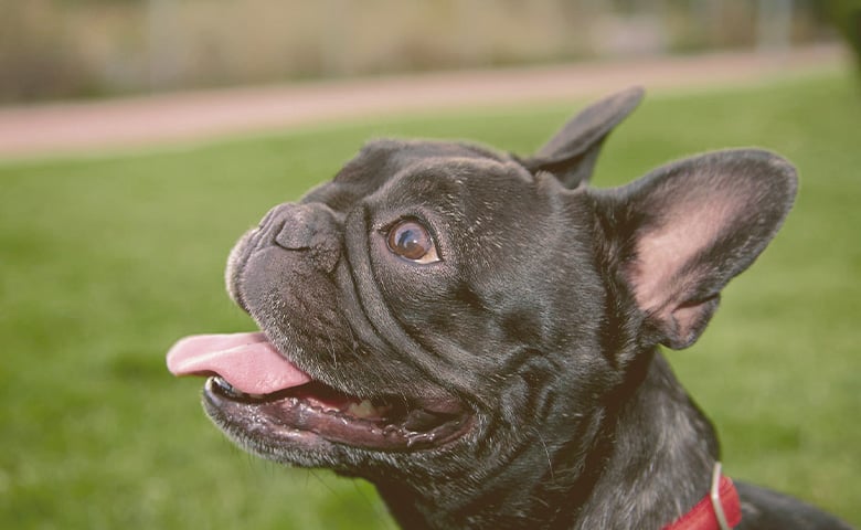 French bulldog looking up French bulldog looking up