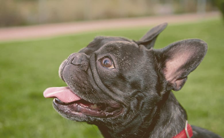 French bulldog looking up