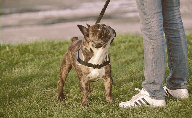 French bulldog next to owner looking up at him French bulldog next to owner looking up at him