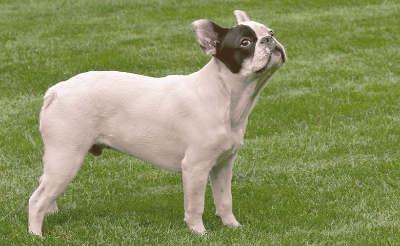 French bulldog on the grass looking up