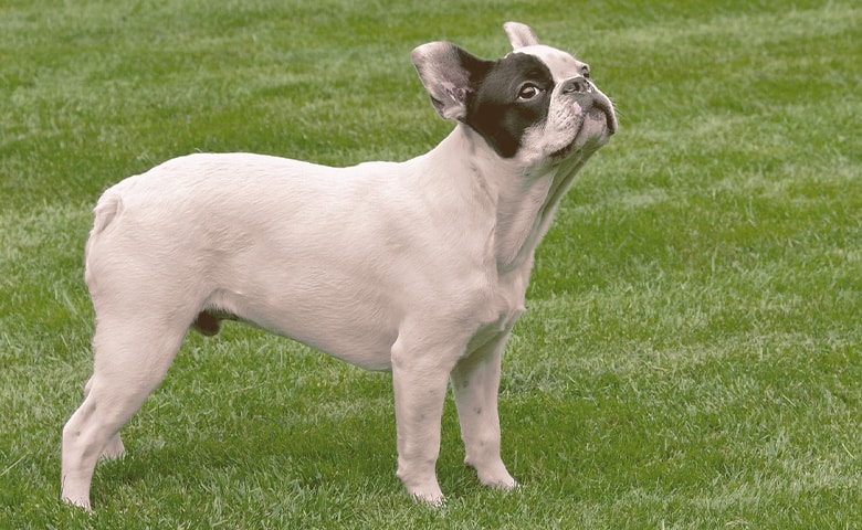 French bulldog on the grass looking up French bulldog on the grass looking up