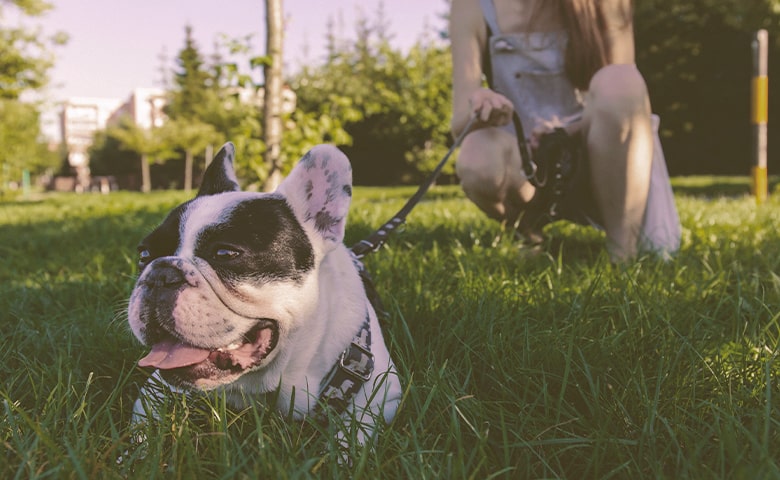 French bulldog resting laying on the grass with owner just behind