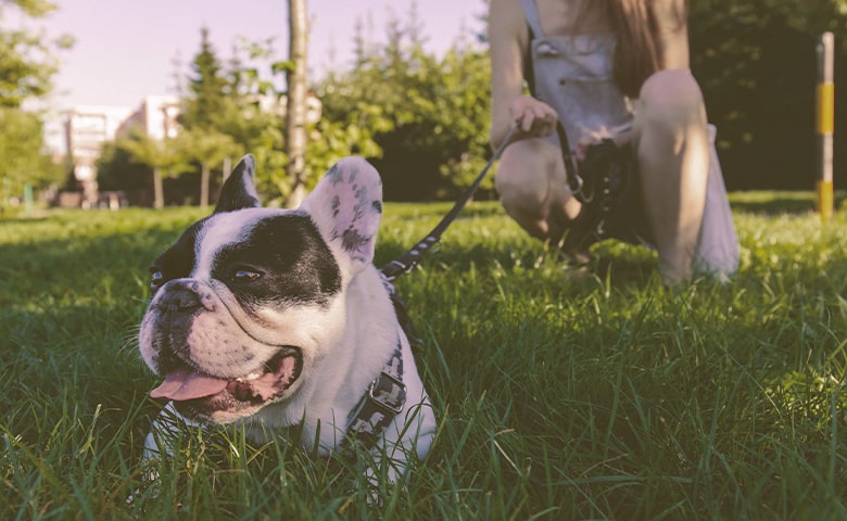 French bulldog resting laying on the grass with owner just behind French bulldog resting laying on the grass with owner just behind
