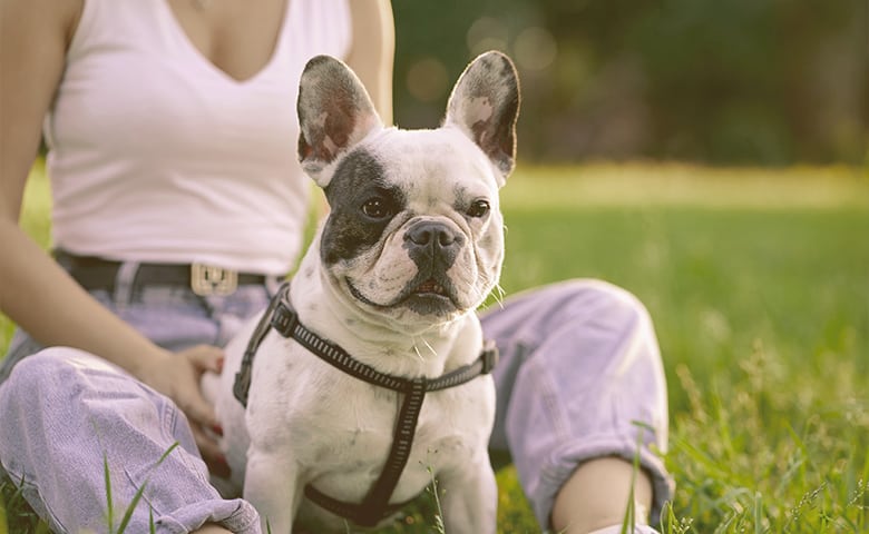 French bulldog sitting with a girl on the grass French bulldog sitting with a girl on the grass