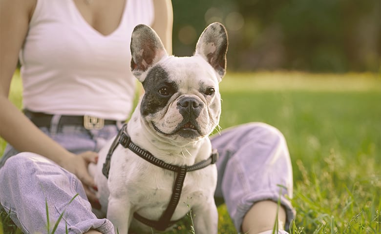 French bulldog sitting with a girl on the grass