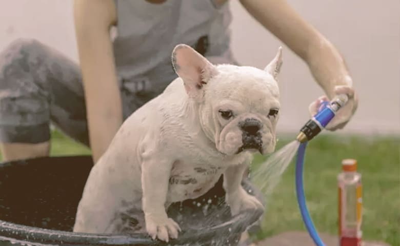 French bulldog taking a bath