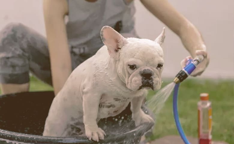 French bulldog taking a bath French bulldog taking a bath