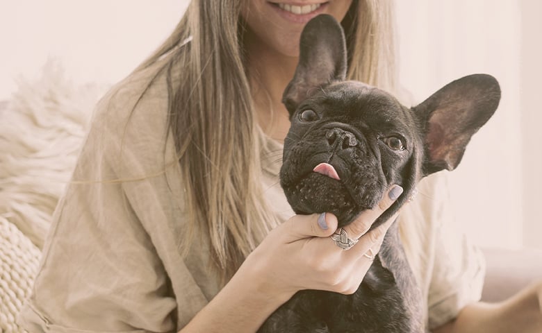 French bulldog with tongue out next to a girl