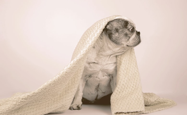 French bulldog wrapped in a towel looking away