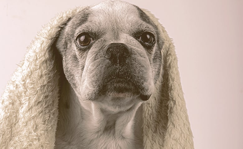 French bulldog wrapped in a towel