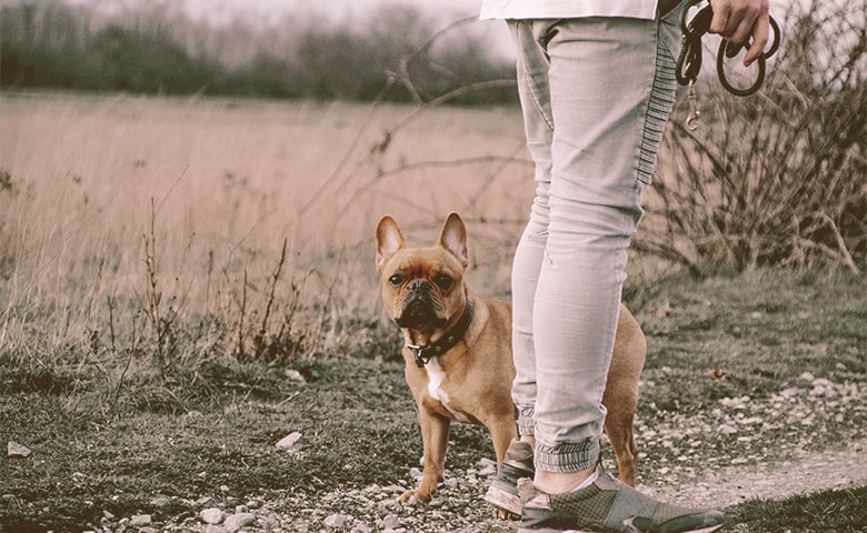 French bulldogs next to owner legs looking