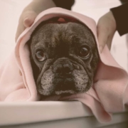 French bulldog inside a bathtub wrapped in a towel