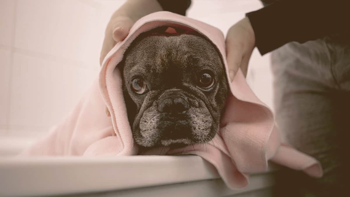 French bulldog inside a bathtub wrapped in a towel