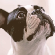 French bulldog looking up