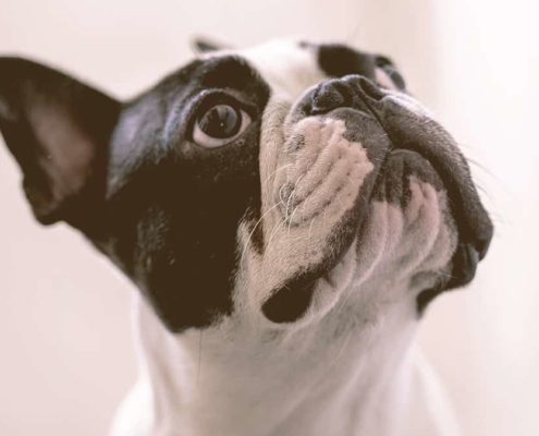 French bulldog looking up