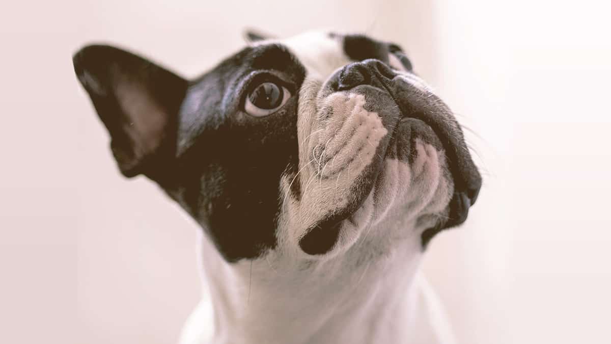 French bulldog looking up