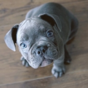 Blue French Bulldog looking up