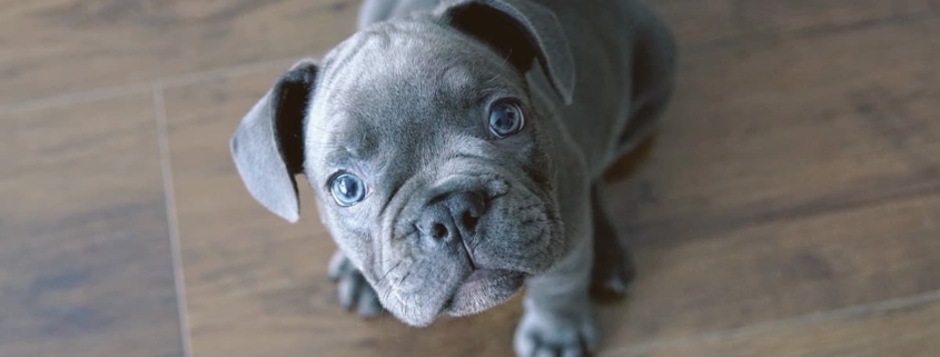 Blue French Bulldog looking up