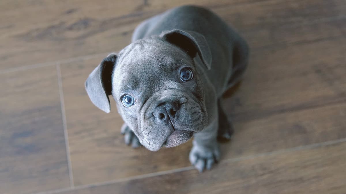 Blue French Bulldog looking up