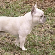 French bulldog on the grass looking