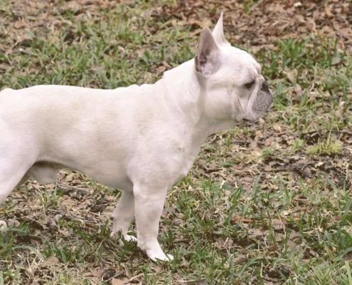 French bulldog on the grass looking