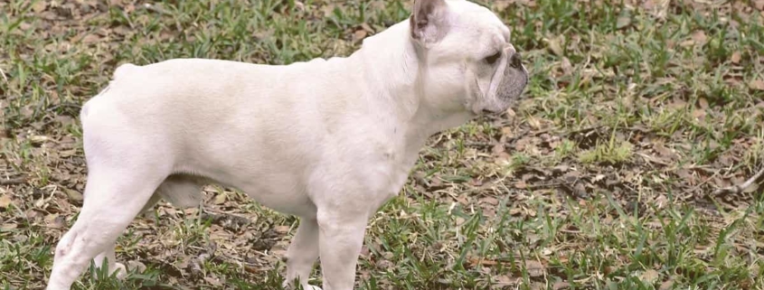 French bulldog on the grass looking