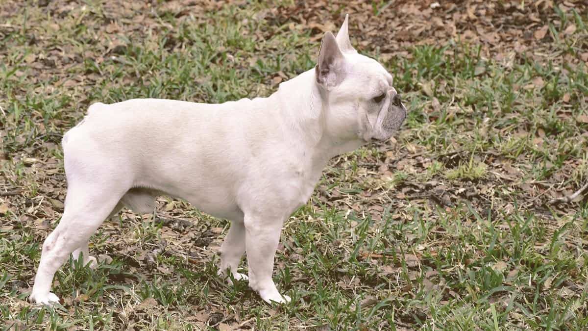 French bulldog on the grass looking