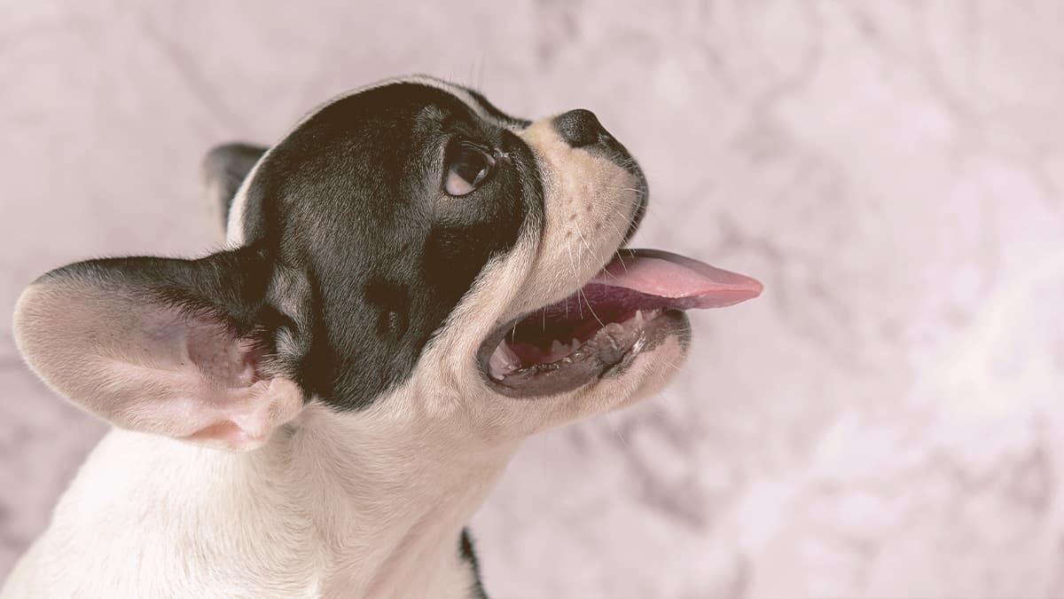 French bulldog looking up