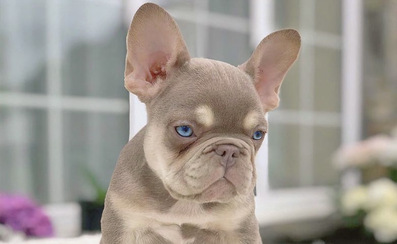 Isabella French Bulldog looking down