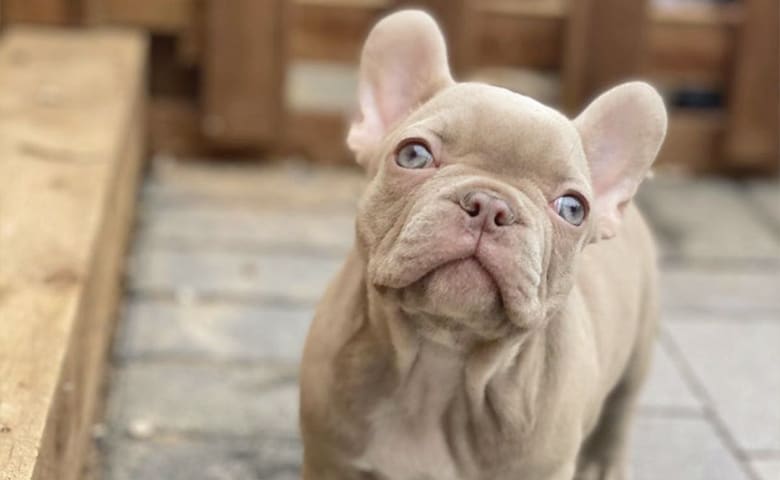 Isabella French Bulldog looking up