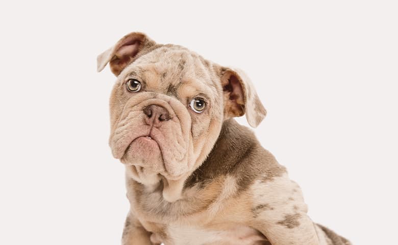 Merle French bulldog looking
