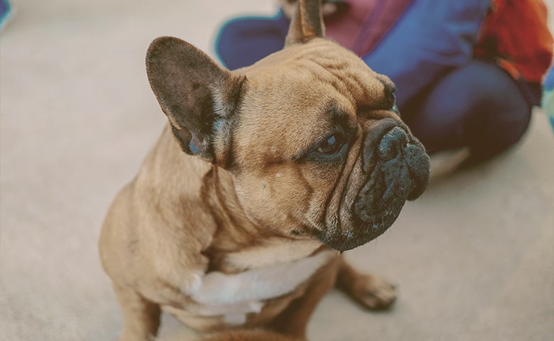 Owner with French bulldog seated looking away Owner with French bulldog seated looking away
