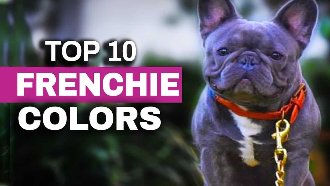 Top Ten French Bulldog Color Trends