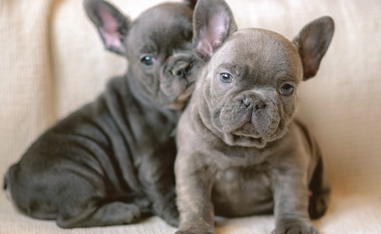 Two Blue French Bulldog puppies sitting Two Blue French Bulldog puppies sitting