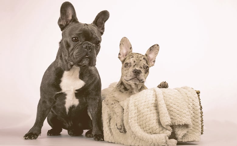 Two French bulldogs side by side looking Two French bulldogs side by side looking