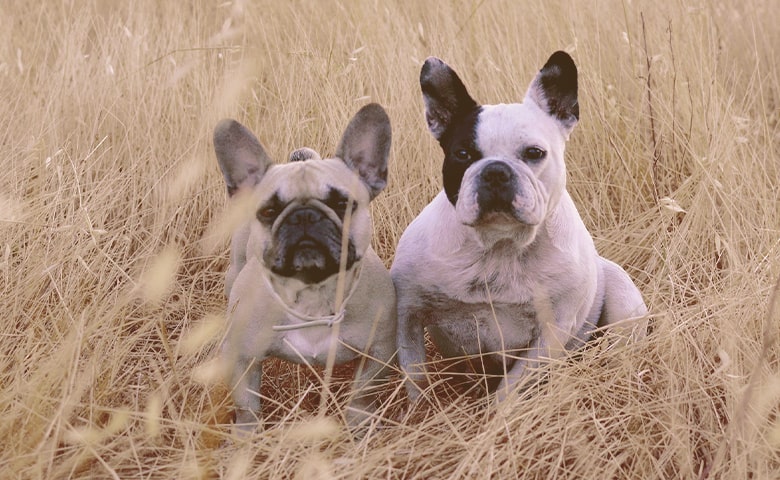 Two French bulldogs sitting on the grass
