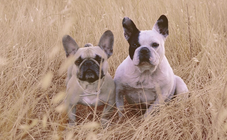 Two French bulldogs sitting on the grass Two French bulldogs sitting on the grass