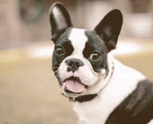 French Bulldog sitting on the grass and looking