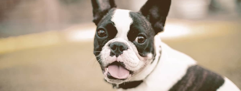 French Bulldog sitting on the grass and looking