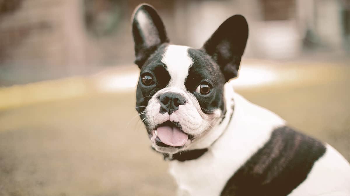 French Bulldog sitting on the grass and looking