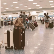 french bulldog next to bags on a airport