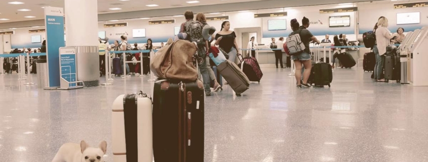 french bulldog next to bags on a airport