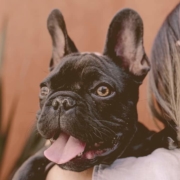 French bulldog looking over owner shoulder