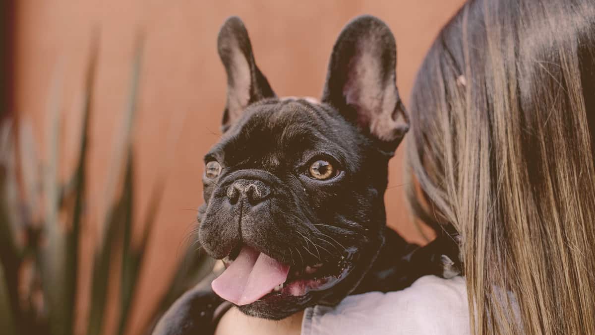 French bulldog looking over owner shoulder