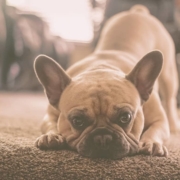 French bulldog stretching