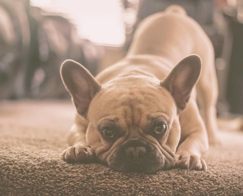 French bulldog stretching