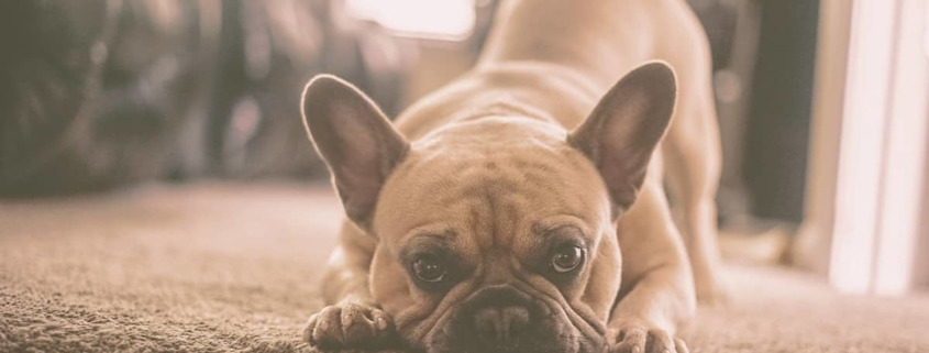 French bulldog stretching