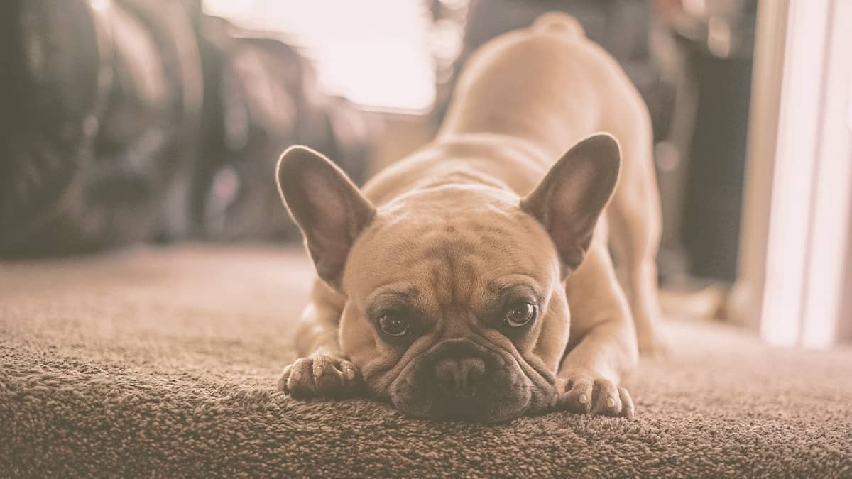 French bulldog stretching