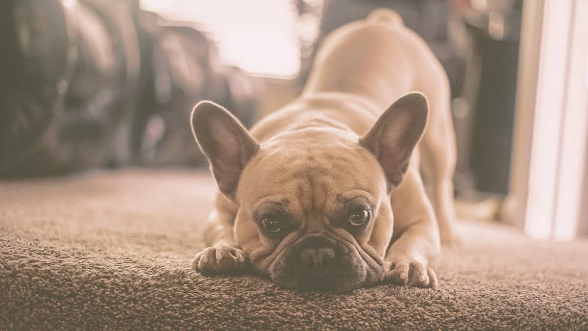 French bulldog stretching