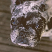 French bulldog looking up